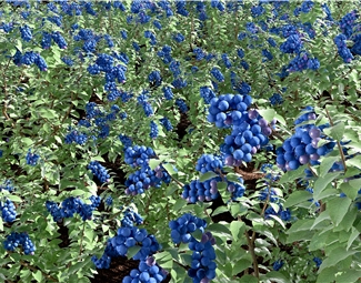 现代 蓝莓树 葡萄园里的葡萄树藤蔓植物