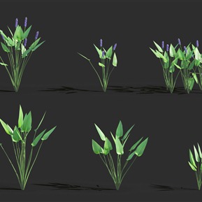 现代 花 梭鱼草 海寿花