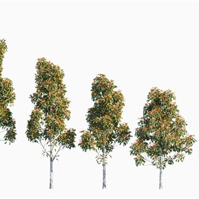 现代 树 树木光叶石楠