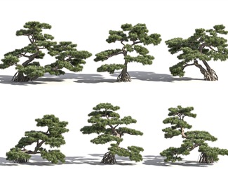 现代 松树 罗汉松