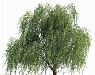 现代庭院树