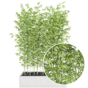 自然綠色啞光自然紋理竹子 植物 VR