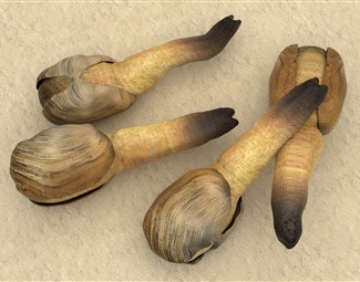 现代太平洋潜泥蛤