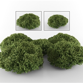 现代 灌木 绿植