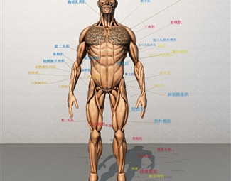 现代人体肌肉结构