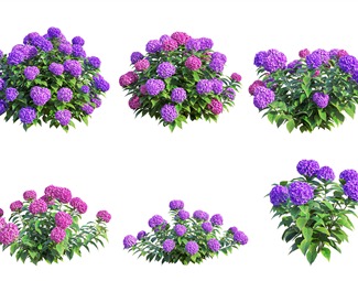现代紫色花