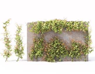 现代植物文化墙