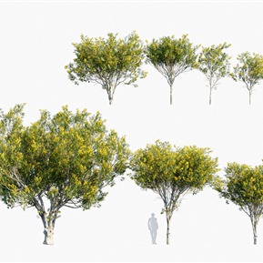 现代 树 树木铁架木