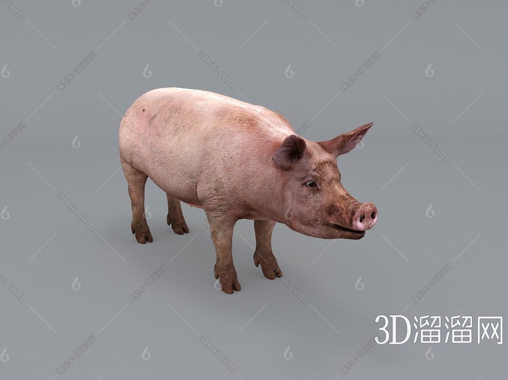 现代哺乳动物3d模型下载