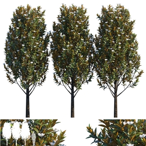 现代 树 植物广玉兰