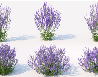 现代 花 景观薰衣草