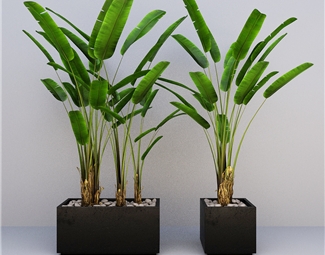 现代 盆栽 盆栽植物