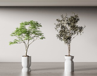 现代 盆栽 盆栽盆景植物