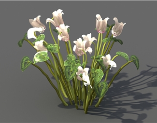 现代景观花