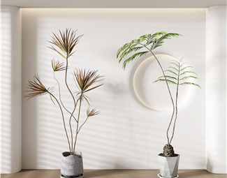 现代 盆栽 植物