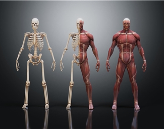 现代人体肌肉系统