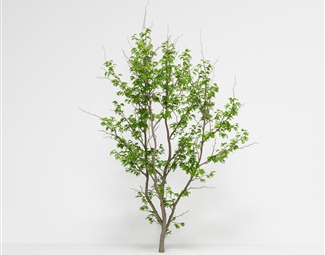 现代 树 皂荚树美国皂荚三刺皂荚绿植绿植