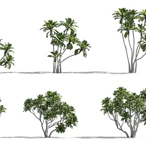 现代 树 热带树木菲律宾榕