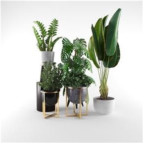 现代 盆栽 绿植