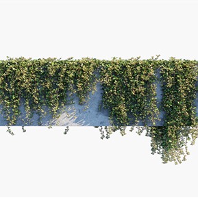 现代 藤蔓 绿植藤蔓植物墙垂直绿化