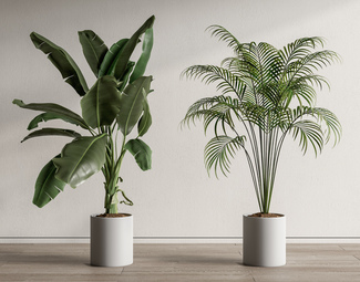 现代 盆栽 家居植物盆栽 绿植盆景