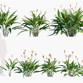现代 植物 植物花草花卉百合蝎尾蕉