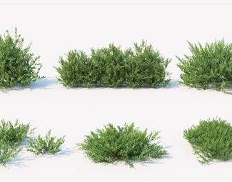 现代绿化带植物