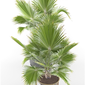 现代 盆栽 植物