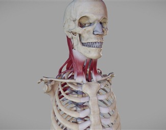 现代人体骨骼模型