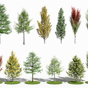 现代 树 植物树木