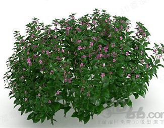 花草