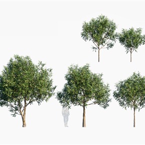 现代 树 树木鸮蜜莓