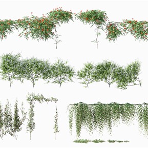 现代 植物 縢蔓植物
