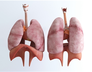 现代现代脏器标本