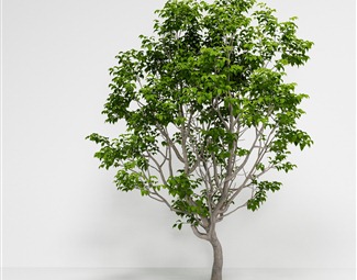 现代 树 美国白蜡木樨科植物绿植树木