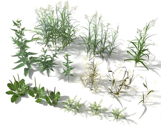 现代绿色植物