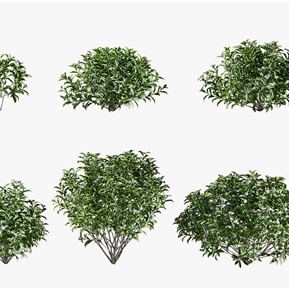 现代 瑞香花 花草瑞香花