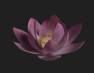 现代 荷花
