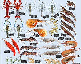 现代斑节虾标本
