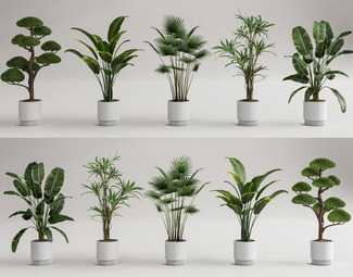 现代 盆栽 绿植盆栽 植物盆景 植物组合 千堂鸟 散尾葵