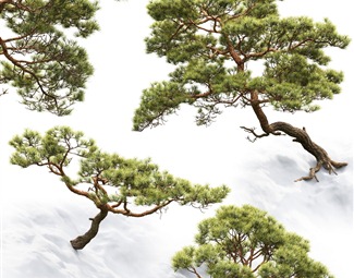 现代 松树