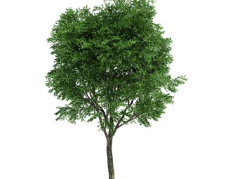 现代 树