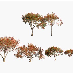 现代 树 树木凤凰木