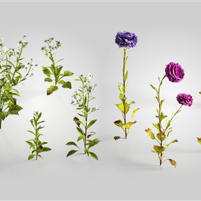 现代 花 植物翠菊一年蓬