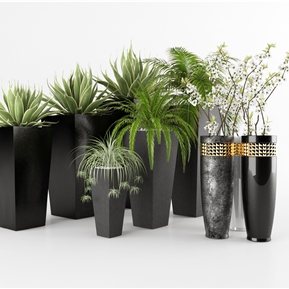 现代 盆栽 绿植