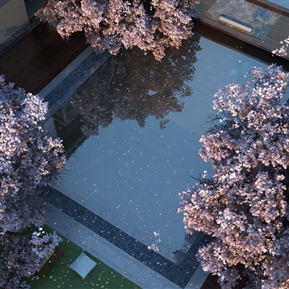 现代 风景 桃花树下景