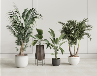 现代室内盆栽植物