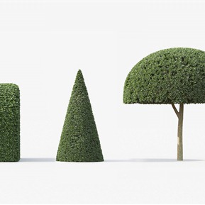 现代 灌木 园林景观植物 英国冬青 黄杨