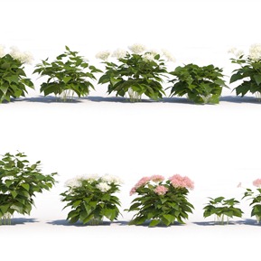 现代 花 花卉野生绣球花