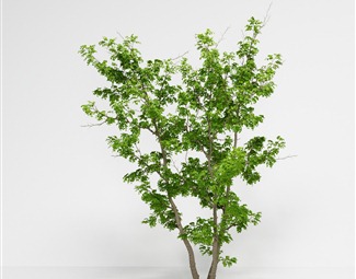现代 树 皂荚树美国皂荚三刺皂荚绿植绿植